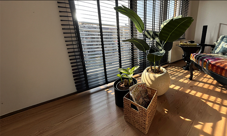 Medium and Small Potted Plants: Bringing Natural Elegance to Your Décor